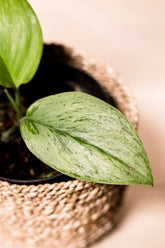 Scindapsus treubii mint variegata